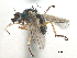  ( - CCDB-33856-A06)  @13 [ ] CreativeCommons - Attribution (2019) CBG Photography Group Centre for Biodiversity Genomics