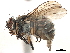  ( - CCDB-33856-A08)  @14 [ ] CreativeCommons - Attribution (2019) CBG Photography Group Centre for Biodiversity Genomics