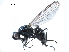  ( - CCDB-33856-E05)  @11 [ ] CreativeCommons - Attribution (2019) CBG Photography Group Centre for Biodiversity Genomics
