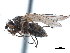  ( - CCDB-33856-E08)  @13 [ ] CreativeCommons - Attribution (2019) CBG Photography Group Centre for Biodiversity Genomics