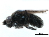  (Axysta n. sp. A - CCDB-33856-F10)  @11 [ ] CreativeCommons - Attribution (2019) CBG Photography Group Centre for Biodiversity Genomics