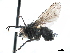  ( - CCDB-33856-G01)  @12 [ ] CreativeCommons - Attribution (2019) CBG Photography Group Centre for Biodiversity Genomics