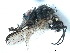  ( - CCDB-33856-H02)  @11 [ ] CreativeCommons - Attribution (2019) CBG Photography Group Centre for Biodiversity Genomics