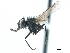  (Botanophila adusta - CCDB-33856-H03)  @11 [ ] CreativeCommons - Attribution (2019) CBG Photography Group Centre for Biodiversity Genomics