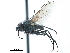  (Botanophila biseriata - CCDB-33856-H05)  @11 [ ] CreativeCommons - Attribution (2019) CBG Photography Group Centre for Biodiversity Genomics