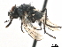 ( - CCDB-33856-H08)  @11 [ ] CreativeCommons - Attribution (2019) CBG Photography Group Centre for Biodiversity Genomics