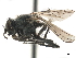 ( - CCDB-33856-H09)  @11 [ ] CreativeCommons - Attribution (2019) CBG Photography Group Centre for Biodiversity Genomics