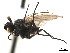  ( - CCDB-33856-H11)  @12 [ ] CreativeCommons - Attribution (2019) CBG Photography Group Centre for Biodiversity Genomics