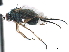  (Dolichopus bryanti - CCDB-33857-C07)  @11 [ ] CreativeCommons - Attribution (2019) CBG Photography Group Centre for Biodiversity Genomics