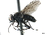  ( - CCDB-33857-C11)  @11 [ ] CreativeCommons - Attribution (2019) CBG Photography Group Centre for Biodiversity Genomics