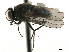  ( - CCDB-33857-C12)  @11 [ ] CreativeCommons - Attribution (2019) CBG Photography Group Centre for Biodiversity Genomics