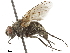  (Helina cinerella - CCDB-33857-E06)  @14 [ ] CreativeCommons - Attribution (2019) CBG Photography Group Centre for Biodiversity Genomics