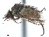  ( - CCDB-33857-F11)  @11 [ ] CreativeCommons - Attribution (2019) CBG Photography Group Centre for Biodiversity Genomics