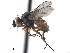  ( - CCDB-33857-F12)  @11 [ ] CreativeCommons - Attribution (2019) CBG Photography Group Centre for Biodiversity Genomics