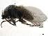  (Leucopis sp. A - CCDB-33857-G10)  @11 [ ] CreativeCommons - Attribution (2019) CBG Photography Group Centre for Biodiversity Genomics