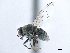  (Leucopis sp. B - CCDB-33857-G11)  @11 [ ] CreativeCommons - Attribution (2019) CBG Photography Group Centre for Biodiversity Genomics