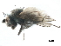  (Scatophila ordinaria - CCDB-33857-H03)  @11 [ ] CreativeCommons - Attribution (2019) CBG Photography Group Centre for Biodiversity Genomics