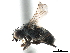  ( - CCDB-33858-A05)  @11 [ ] CreativeCommons - Attribution (2019) CBG Photography Group Centre for Biodiversity Genomics
