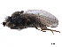  ( - CCDB-33858-B11)  @11 [ ] CreativeCommons - Attribution (2019) CBG Photography Group Centre for Biodiversity Genomics