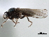  ( - CCDB-33858-D07)  @13 [ ] CreativeCommons - Attribution (2019) CBG Photography Group Centre for Biodiversity Genomics