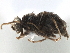  ( - CCDB-33858-E01)  @11 [ ] CreativeCommons - Attribution (2019) CBG Photography Group Centre for Biodiversity Genomics