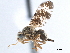  ( - CCDB-33858-E05)  @13 [ ] CreativeCommons - Attribution (2019) CBG Photography Group Centre for Biodiversity Genomics