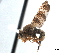  ( - CCDB-33858-E06)  @13 [ ] CreativeCommons - Attribution (2019) CBG Photography Group Centre for Biodiversity Genomics
