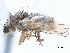  (Anorostoma jersei - CCDB-33858-E09)  @11 [ ] CreativeCommons - Attribution (2019) CBG Photography Group Centre for Biodiversity Genomics