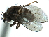  ( - CCDB-33858-G09)  @11 [ ] CreativeCommons - Attribution (2019) CBG Photography Group Centre for Biodiversity Genomics