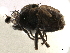  ( - CCDB-33858-H09)  @11 [ ] CreativeCommons - Attribution (2019) CBG Photography Group Centre for Biodiversity Genomics