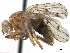  ( - CCDB-33858-H11)  @14 [ ] CreativeCommons - Attribution (2019) CBG Photography Group Centre for Biodiversity Genomics