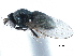  ( - CCDB-33859-A04)  @12 [ ] CreativeCommons - Attribution (2019) CBG Photography Group Centre for Biodiversity Genomics