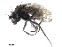  (Scatophila exilis - CCDB-33859-A08)  @13 [ ] CreativeCommons - Attribution (2019) CBG Photography Group Centre for Biodiversity Genomics