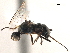  ( - CCDB-33859-B04)  @12 [ ] CreativeCommons - Attribution (2019) CBG Photography Group Centre for Biodiversity Genomics