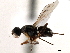  ( - CCDB-33859-B05)  @13 [ ] CreativeCommons - Attribution (2019) CBG Photography Group Centre for Biodiversity Genomics