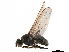  ( - CCDB-33859-B10)  @11 [ ] CreativeCommons - Attribution (2019) CBG Photography Group Centre for Biodiversity Genomics
