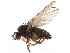  ( - CCDB-33859-C09)  @11 [ ] CreativeCommons - Attribution (2019) CBG Photography Group Centre for Biodiversity Genomics