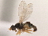  ( - CCDB-33859-D04)  @11 [ ] CreativeCommons - Attribution (2019) CBG Photography Group Centre for Biodiversity Genomics