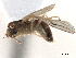  ( - CCDB-33859-D10)  @11 [ ] CreativeCommons - Attribution (2019) CBG Photography Group Centre for Biodiversity Genomics