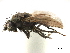  ( - CCDB-33859-G12)  @11 [ ] CreativeCommons - Attribution (2019) CBG Photography Group Centre for Biodiversity Genomics