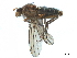  ( - CCDB-33859-H11)  @11 [ ] CreativeCommons - Attribution (2019) CBG Photography Group Centre for Biodiversity Genomics