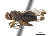  ( - CCDB-33860-B04)  @11 [ ] CreativeCommons - Attribution (2019) CBG Photography Group Centre for Biodiversity Genomics