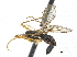  ( - CCDB-33860-B09)  @12 [ ] CreativeCommons - Attribution (2019) CBG Photography Group Centre for Biodiversity Genomics