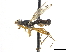  ( - CCDB-33860-B10)  @11 [ ] CreativeCommons - Attribution (2019) CBG Photography Group Centre for Biodiversity Genomics