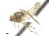  ( - CCDB-33860-D10)  @11 [ ] CreativeCommons - Attribution (2019) CBG Photography Group Centre for Biodiversity Genomics