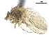  ( - CCDB-33860-D12)  @11 [ ] CreativeCommons - Attribution (2019) CBG Photography Group Centre for Biodiversity Genomics