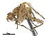  ( - CCDB-33860-F05)  @13 [ ] CreativeCommons - Attribution (2019) CBG Photography Group Centre for Biodiversity Genomics