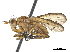  ( - CCDB-33860-F06)  @14 [ ] CreativeCommons - Attribution (2019) CBG Photography Group Centre for Biodiversity Genomics