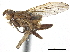  ( - CCDB-33860-G08)  @11 [ ] CreativeCommons - Attribution (2019) CBG Photography Group Centre for Biodiversity Genomics