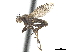  ( - CCDB-33860-H09)  @11 [ ] CreativeCommons - Attribution (2019) CBG Photography Group Centre for Biodiversity Genomics